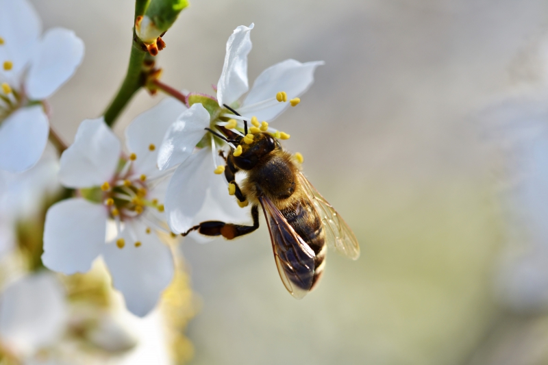 jardinerie-BANDOL-min_bee-4092986